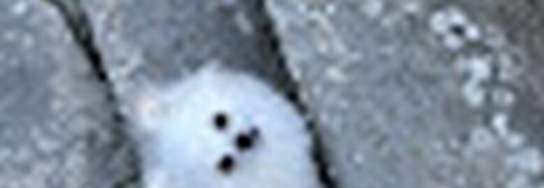 Ambulatorio Veterinario Roma